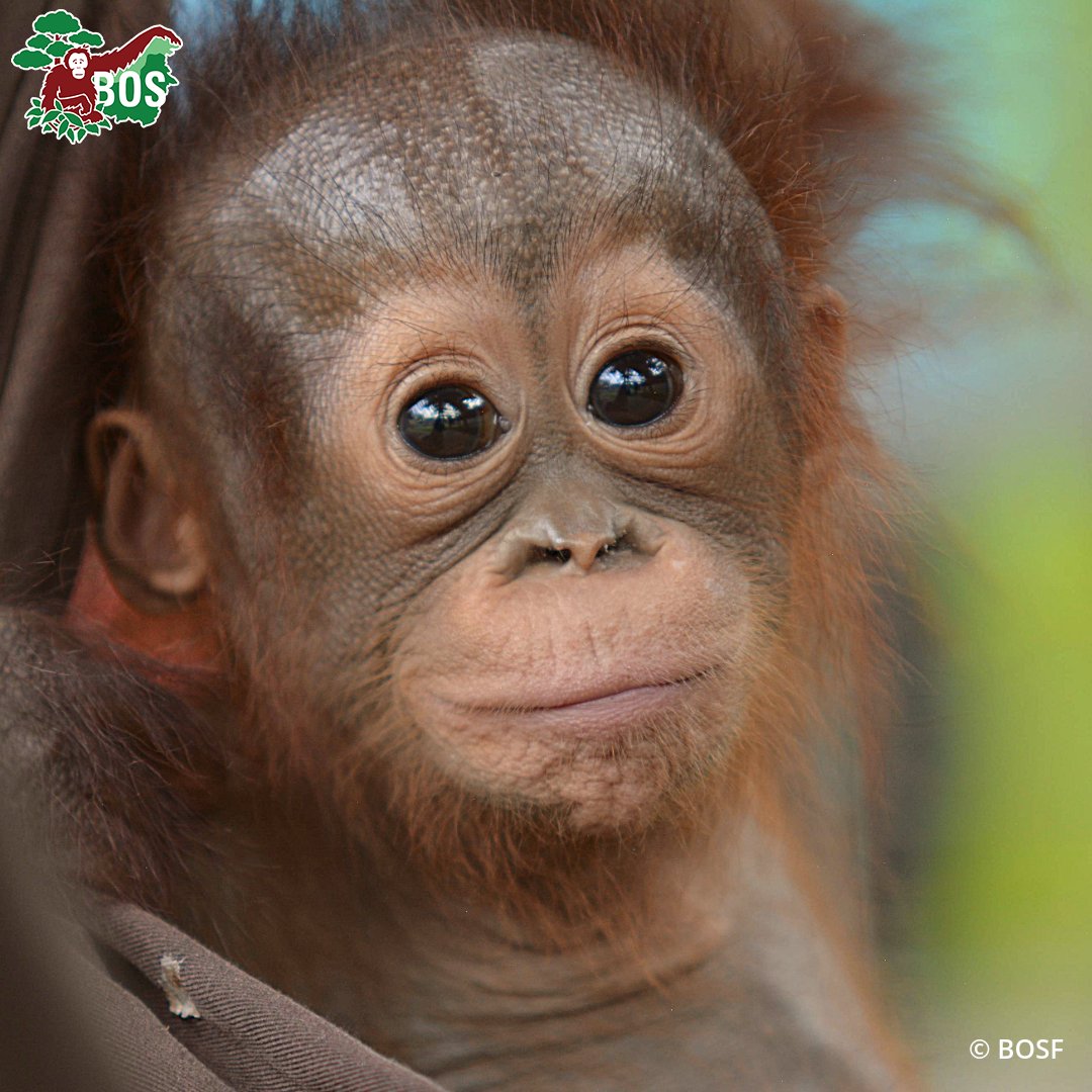 BOSUSA2's tweet image. On 15 Feb 2021, goofball Onyer was admitted to Nyaru Menteng. He loves Orangutan Jungle School, cuddle-walking with Jeni, and he enjoys looking in the camera lens - we have many pictures of him admiring his own reflection! See more 👉 bos-uk.org/project/onyer