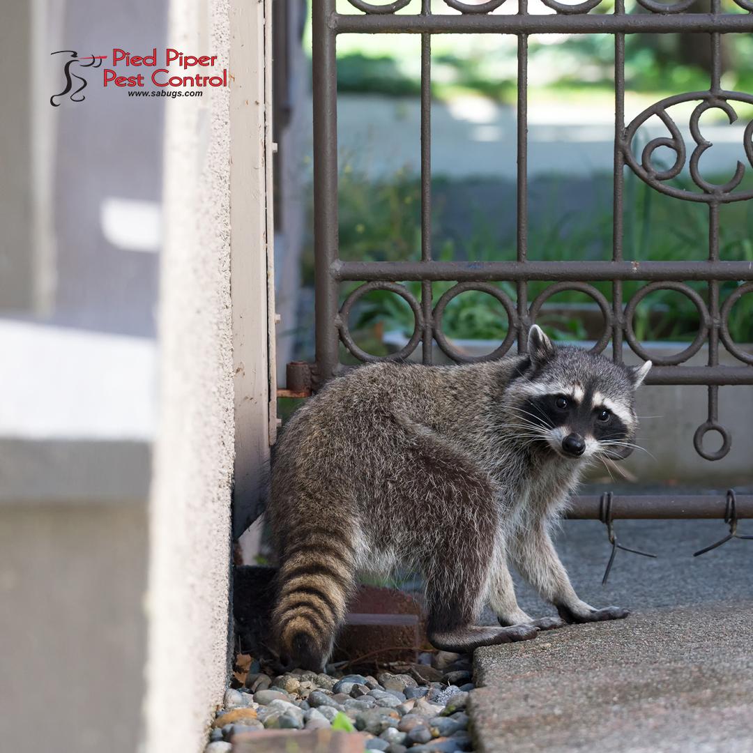 If you have a raccoon that needs to be removed, contact us, we can safely remove it from your home or commercial property.

Call (210) 702-2060 today.

 monkeylink.co/d1c4a0
#SAbugs #PiedPiperPestControl #RaccoonRemoval