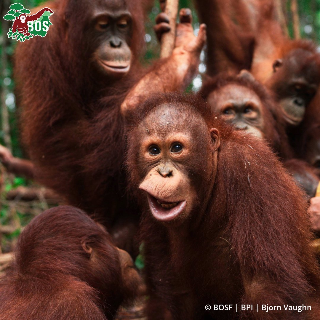 BOSUSA2's tweet image. On 15 Feb 2021, goofball Onyer was admitted to Nyaru Menteng. He loves Orangutan Jungle School, cuddle-walking with Jeni, and he enjoys looking in the camera lens - we have many pictures of him admiring his own reflection! See more 👉 bos-uk.org/project/onyer