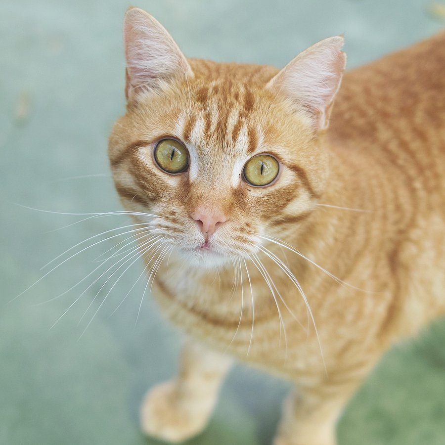 🐱 En Kevin té 5 anys i és molt carinyós, però la vida amb tants gats l’estressa, i ha patit dolor i pèrdua de pes. Ara s’està recuperant, però el que necessita és una llar tranquil·la, amb terrassa i amor 💛 👉 protectoramataro.org/adopta-un-anim… 📲 Bizum solidari: 04414