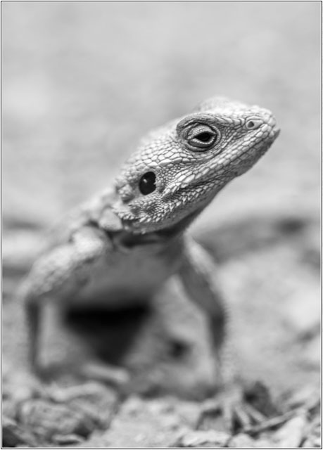photos_dsmith's tweet image. An agama #lizard basks in the #warm #sunlight looking for its next #meal. Shot in #blackandwhite as a piece of #artwork, #wallart or as a #poster #print. Buy a copy of this #image at our #website darrensmith.org.uk #AnimalLovers #animalphotography #wildlife #photography