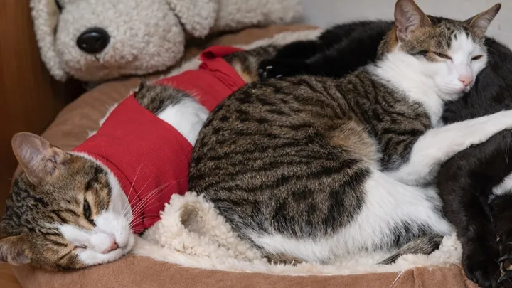 Alessandro Vesely tweet media