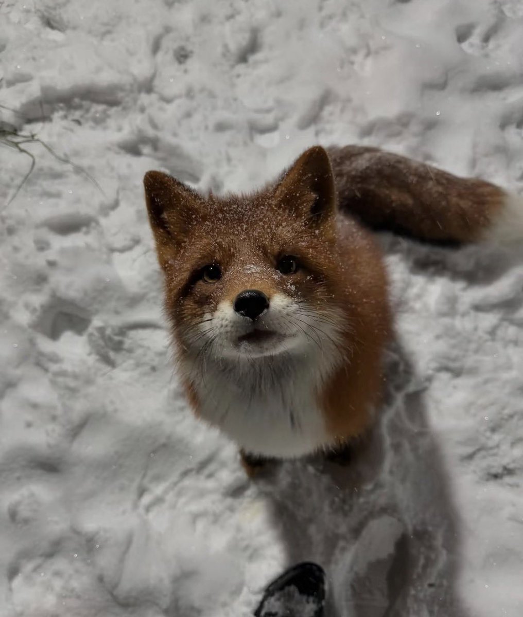 twaniimals's tweet photo. https://t.co/f7fIC3QWSQ