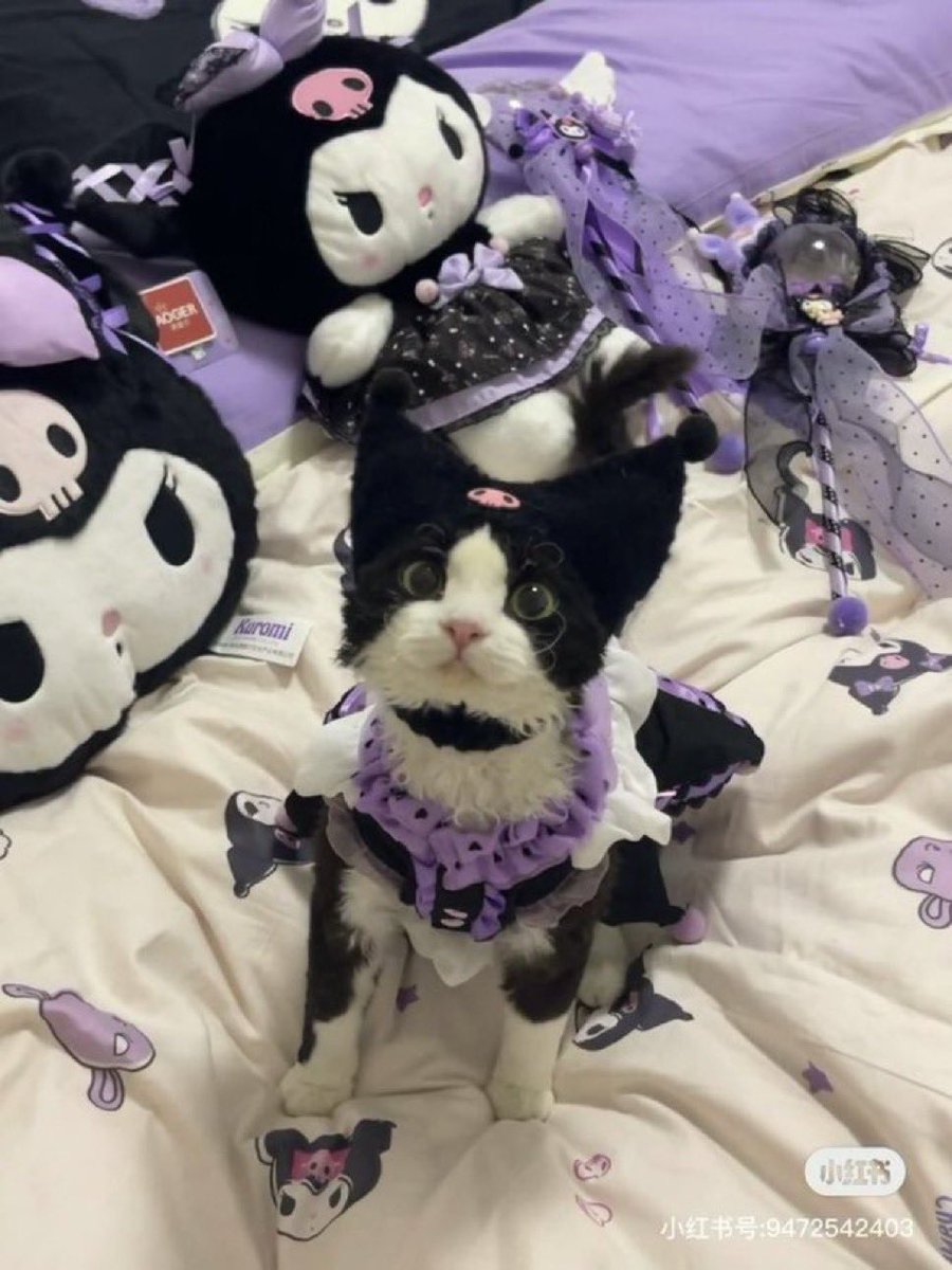 𓆩♡𓆪 tweet media