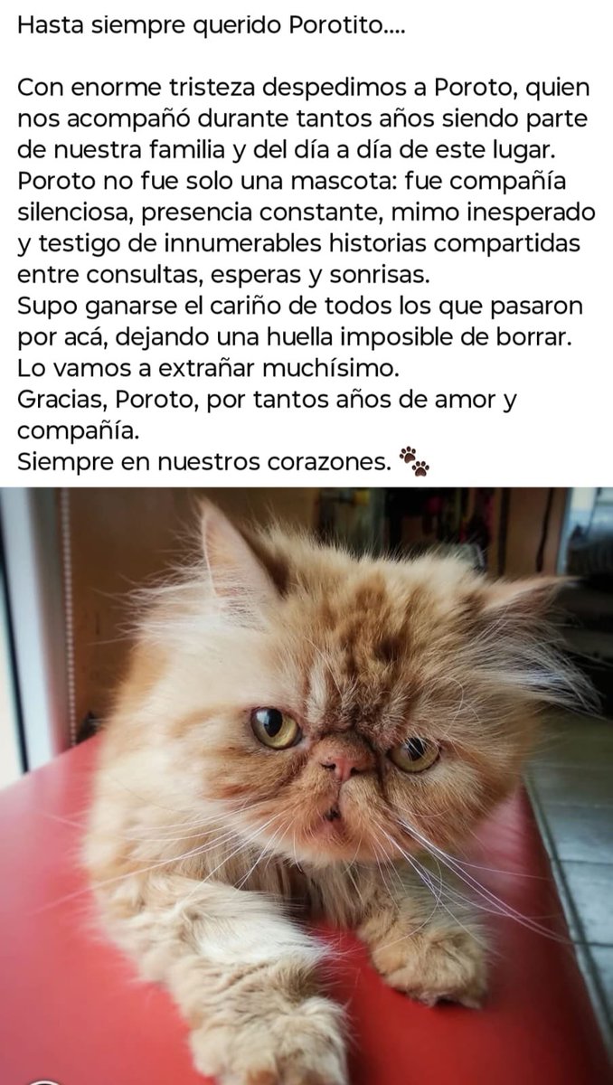 SoyVete's tweet image. Esta madrugada se nos fue el Poroto. Su historia en la vete comenzó triste , fue abandonado por su tutora xq estaba muy enfermo y con pocas chances de curarse . En la vete lo cuidaron tanto que salió adelante y ahí se quedó para siempre . Poroto era el alma de la vete , no le…