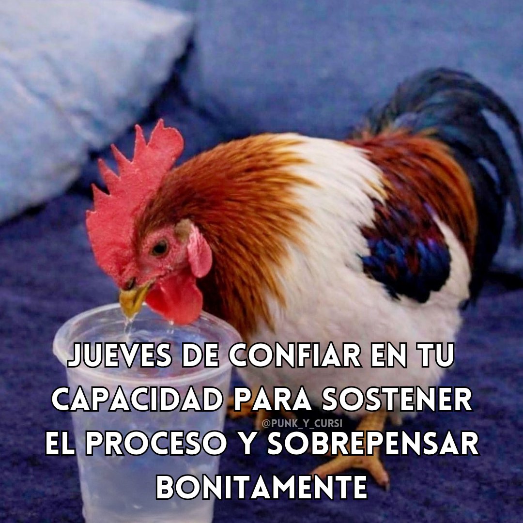 punk_y_cursi's tweet photo. 🐓🐓🐓🐓 https://t.co/0Wo0PQqC8F