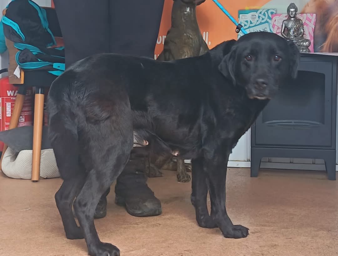 team_greenacres's tweet image. 🐕FOUND DOG🐕 

🐶 Female #labrador type

📍Found: Ridgeway #Tenby #Pembrokeshire #wales 

🐾 Microchip not registered

If this is your dog please: 

📞 01437 781745 (9am-5pm) 

📧 team@greenacresrescue.org.uk 

🆔 Proof of ownership &amp;amp; council release fee required

🐶If