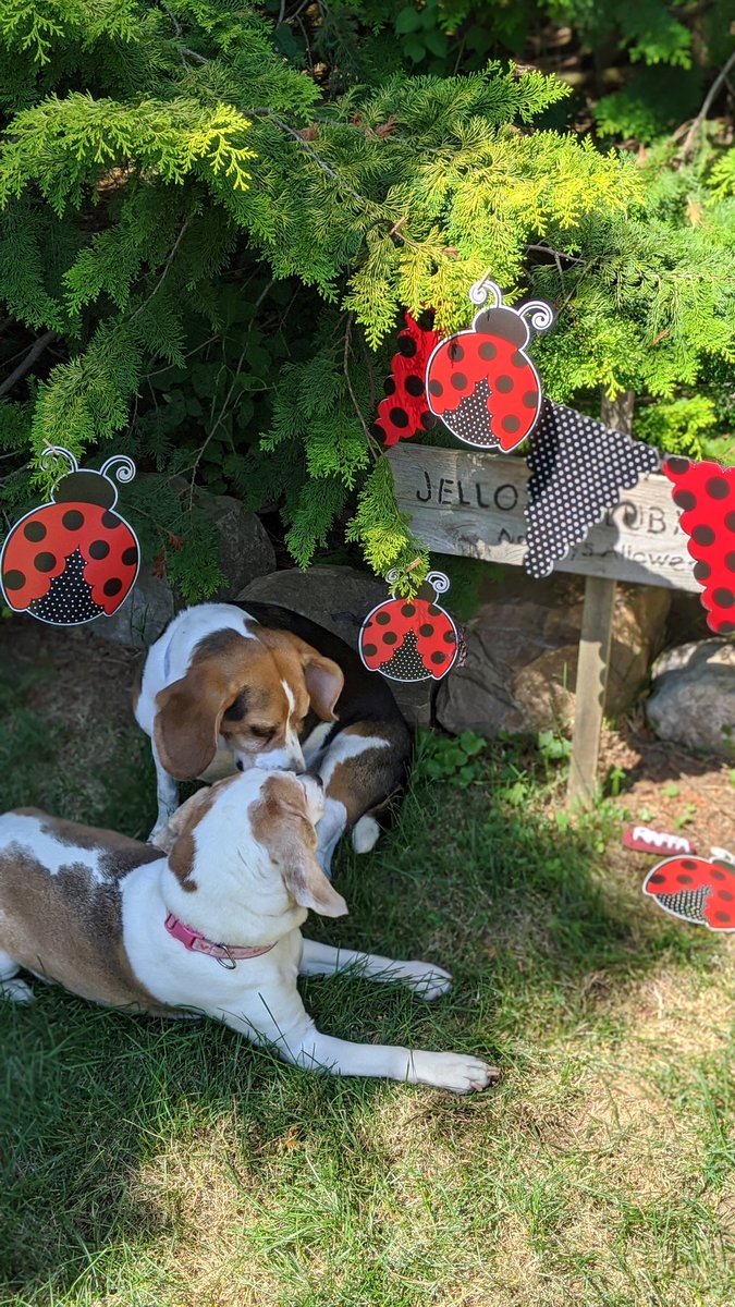 Jello and Hankface 🌈🌈😇😇 tweet media