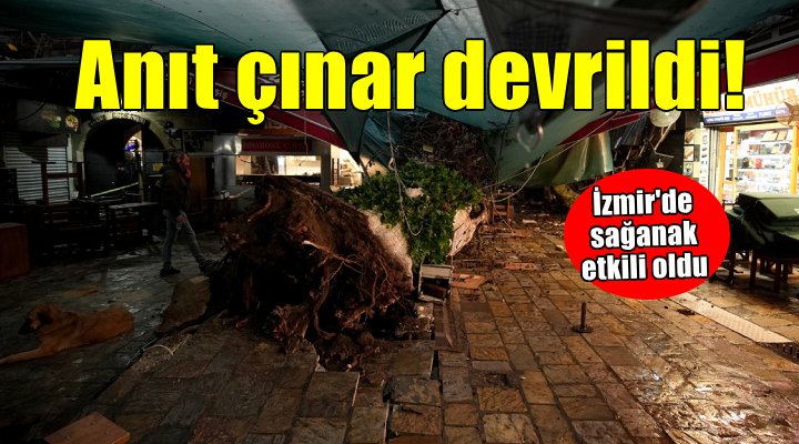 sonkaleizmir's tweet photo. İzmir'de sağanak... Kent merkezinde anıt çınar devrildi! 

https://t.co/2oGu2NbUEm 

#izmir https://t.co/7DildeFVSg