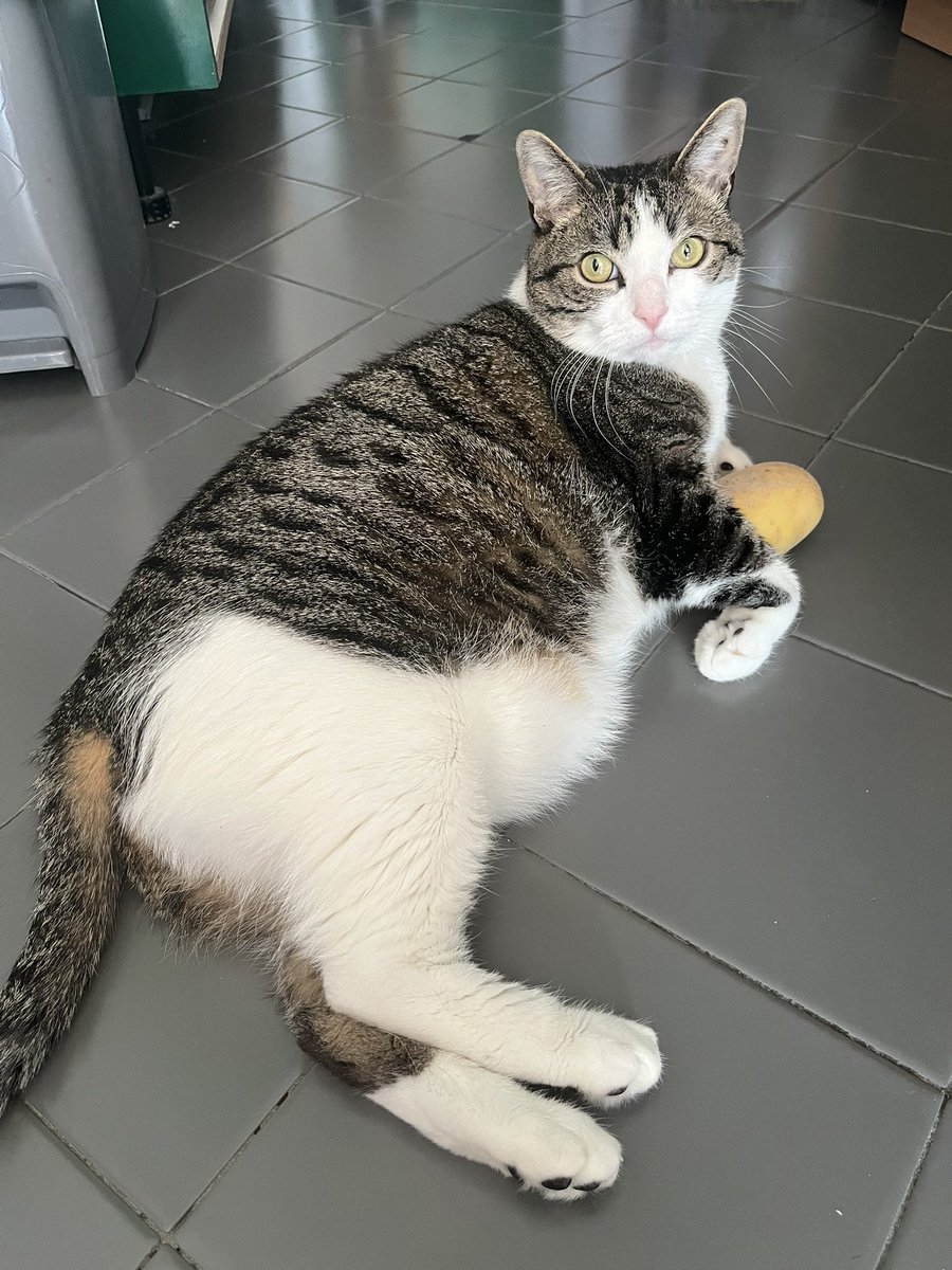 Pas de dessin aujourd’hui, mais j’ai un chat avec une patate! :)