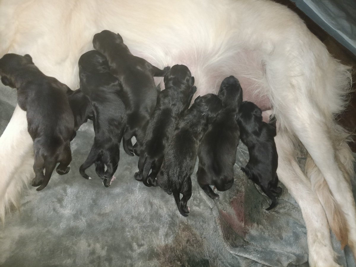 Hey <a href="/OmarGoshTV/">OmarGoshTV</a> would you like a puppy they are Golden Pitts will be available for rehome in 7-8 weeks.