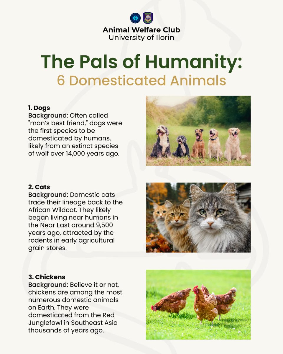 AWC_Unilorin's tweet photo. Animal Welfare Club, University of Ilorin
The Pals of Humanity Series – Part 1
Follow along as we celebrate the ancient bond between humans and animals!
#AnimalWelfare #Unilorin #PalsOfHumanity #Domestication #AWC https://t.co/8RbnhK7z3G