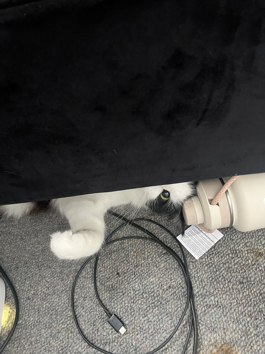 littlebugcat's tweet photo. there are no cats in this image https://t.co/2uS7KJgdmk
