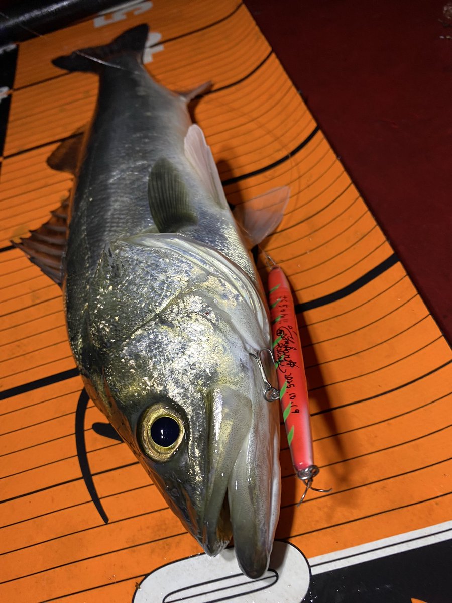 お見事です🪱 羨ましい〜😭