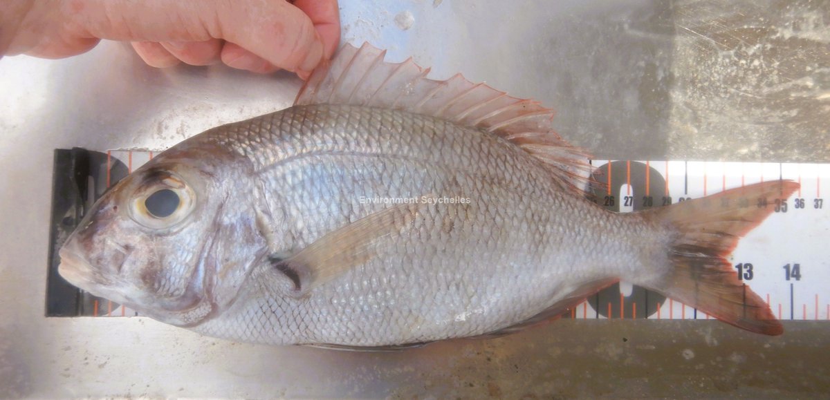 A species of lethrinid very close to my heart, the Indian-Ocean eyebrowed large-eye seabream (Gymnocranius indicus) - "Kapten blan grolizye" - English River market (31/01/26). SeyCCAT-funded project: Establishing a baseline for the Lethrinid fishery. #SeyCCAT #ArtisanalFisheries