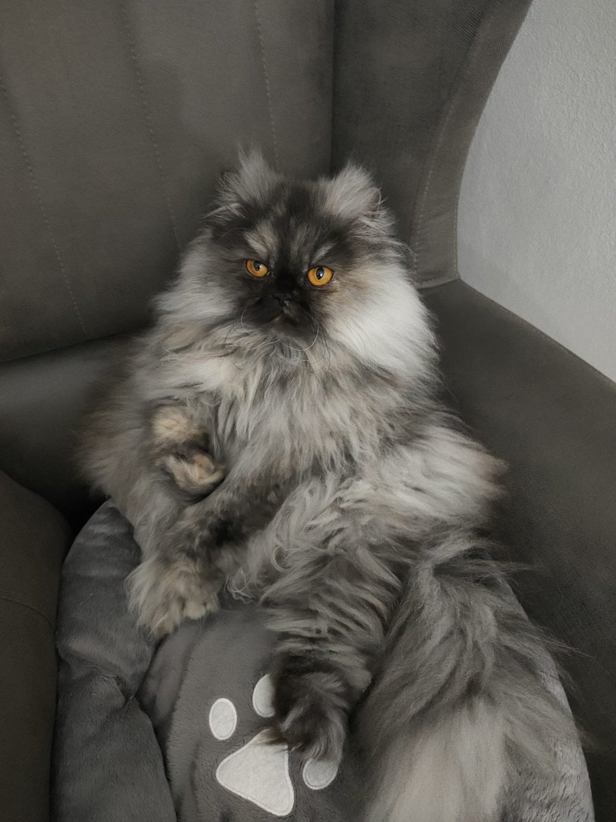 İran cinsi, 5 yaşında, dişi, kısırlaştırılmış, aşıları tam. Tüm malzemeleriyle birlikte vereceğiz. Tek istediğimiz gerçekten sevip sahiplenecek biri olması.