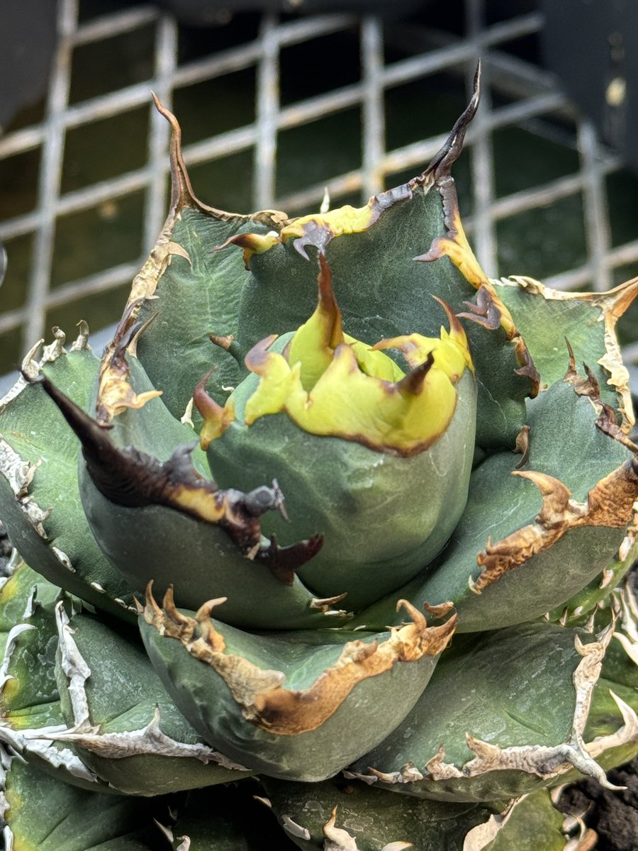 こりゃ良い株だ☺️👌