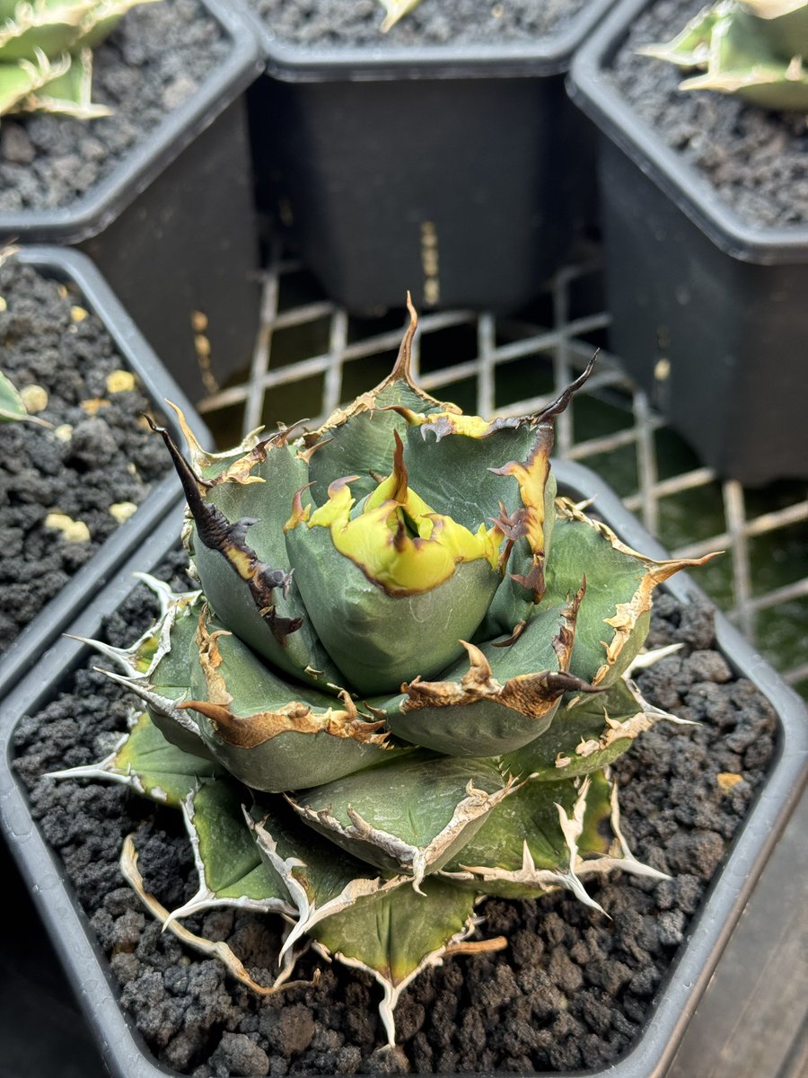 こりゃ良い株だ☺️👌