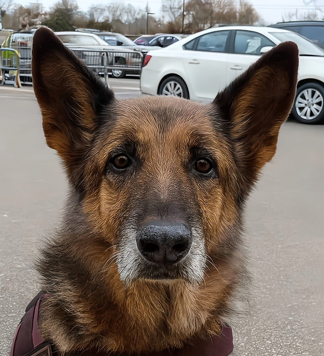 While shopping at Walmart one afternoon, I noticed a woman quietly following me and my dog, Juno. He’s a ten-year-old GS wearing his service vest—just a regular grocery trip for us. But she kept her distance, watching us from aisle to aisle. It didn’t feel threatening, just