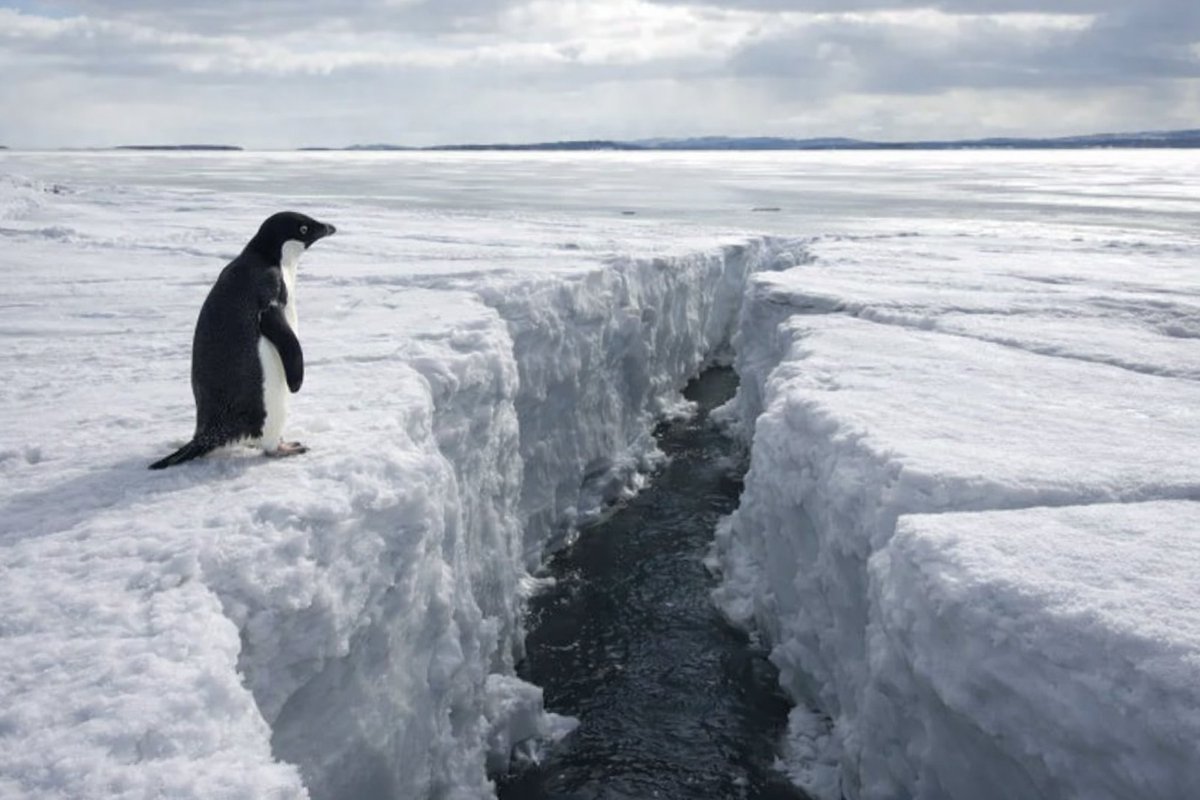 Nietzschean Penguin tweet media