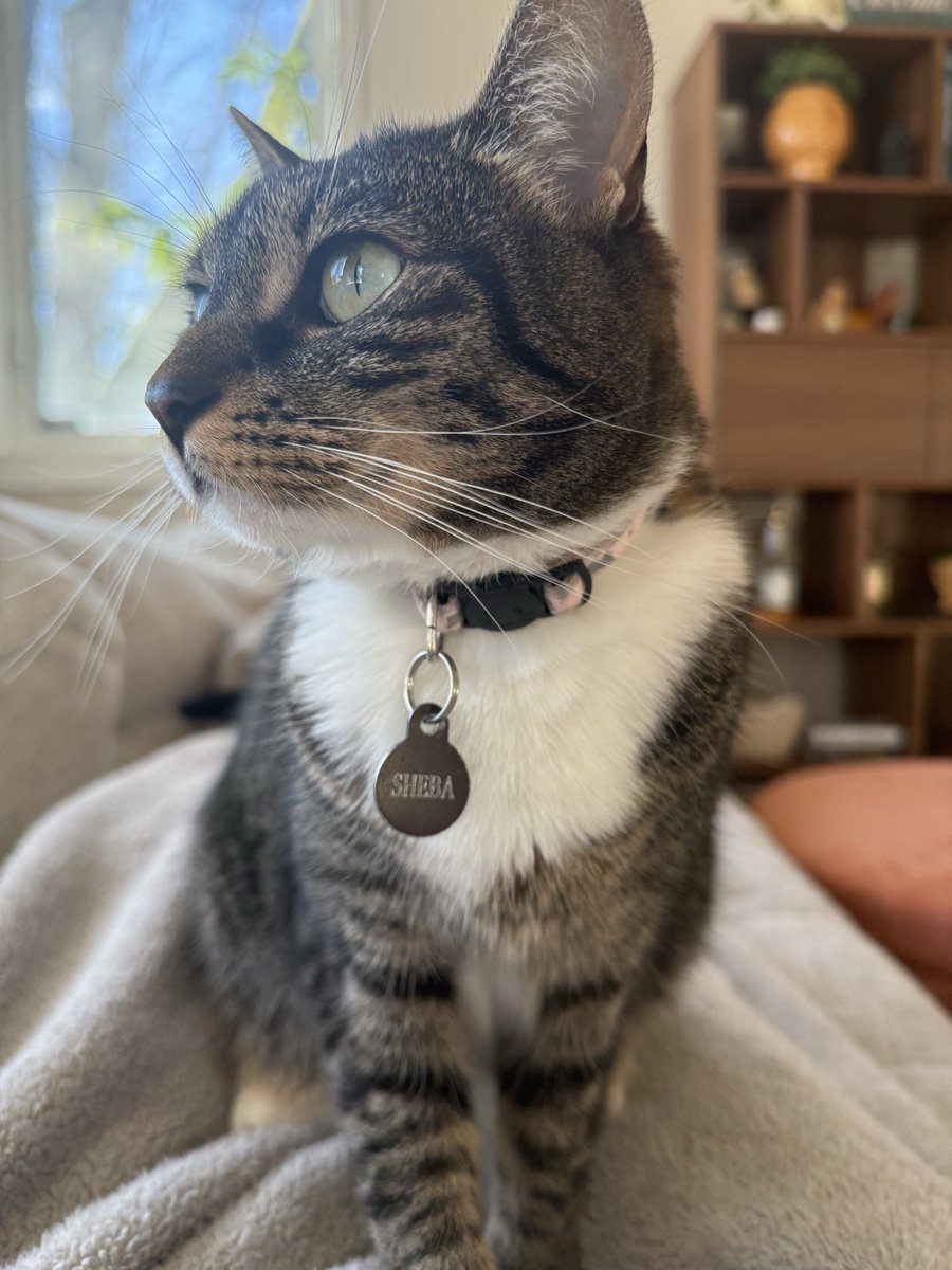kayclem_'s tweet photo. Every day I take 1000 pictures of sheba, and every day each one is perfect. Can’t wait to take 1000 more tomorrow https://t.co/5AZDxgCZKz
