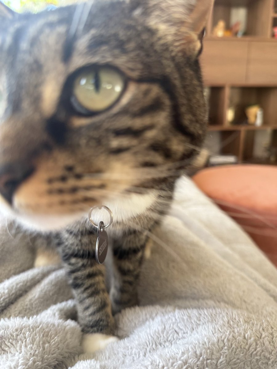 kayclem_'s tweet photo. Every day I take 1000 pictures of sheba, and every day each one is perfect. Can’t wait to take 1000 more tomorrow https://t.co/5AZDxgCZKz