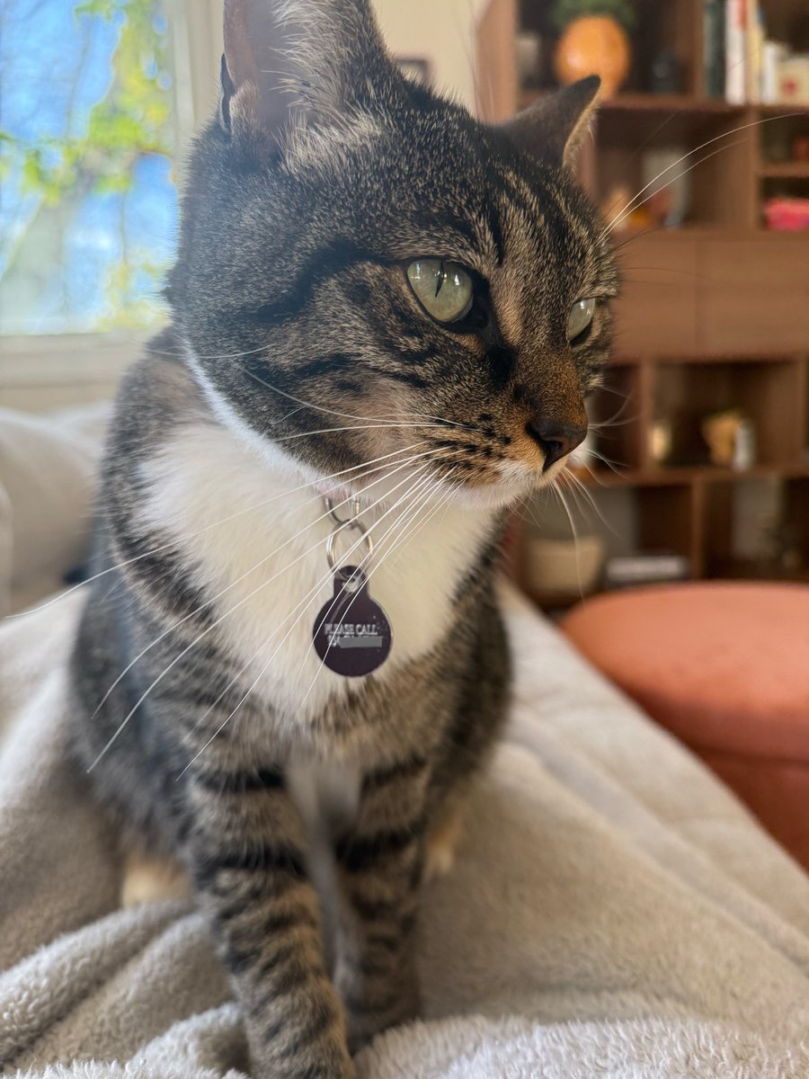 kayclem_'s tweet photo. Every day I take 1000 pictures of sheba, and every day each one is perfect. Can’t wait to take 1000 more tomorrow https://t.co/5AZDxgCZKz
