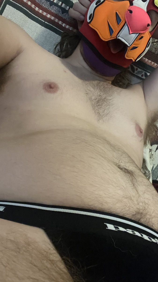 good pupper spruce tweet media