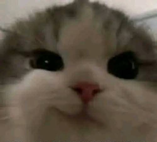 ThePegasus tweet media