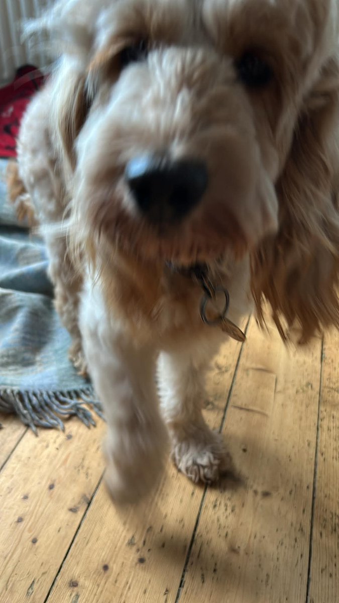 Missing Pets GB tweet media