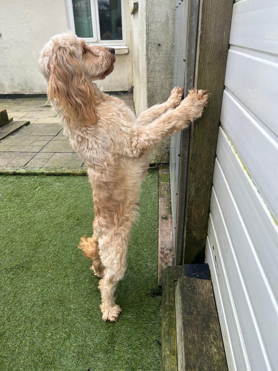 Missing Pets GB tweet media