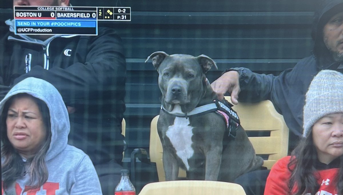 no context college softball tweet media