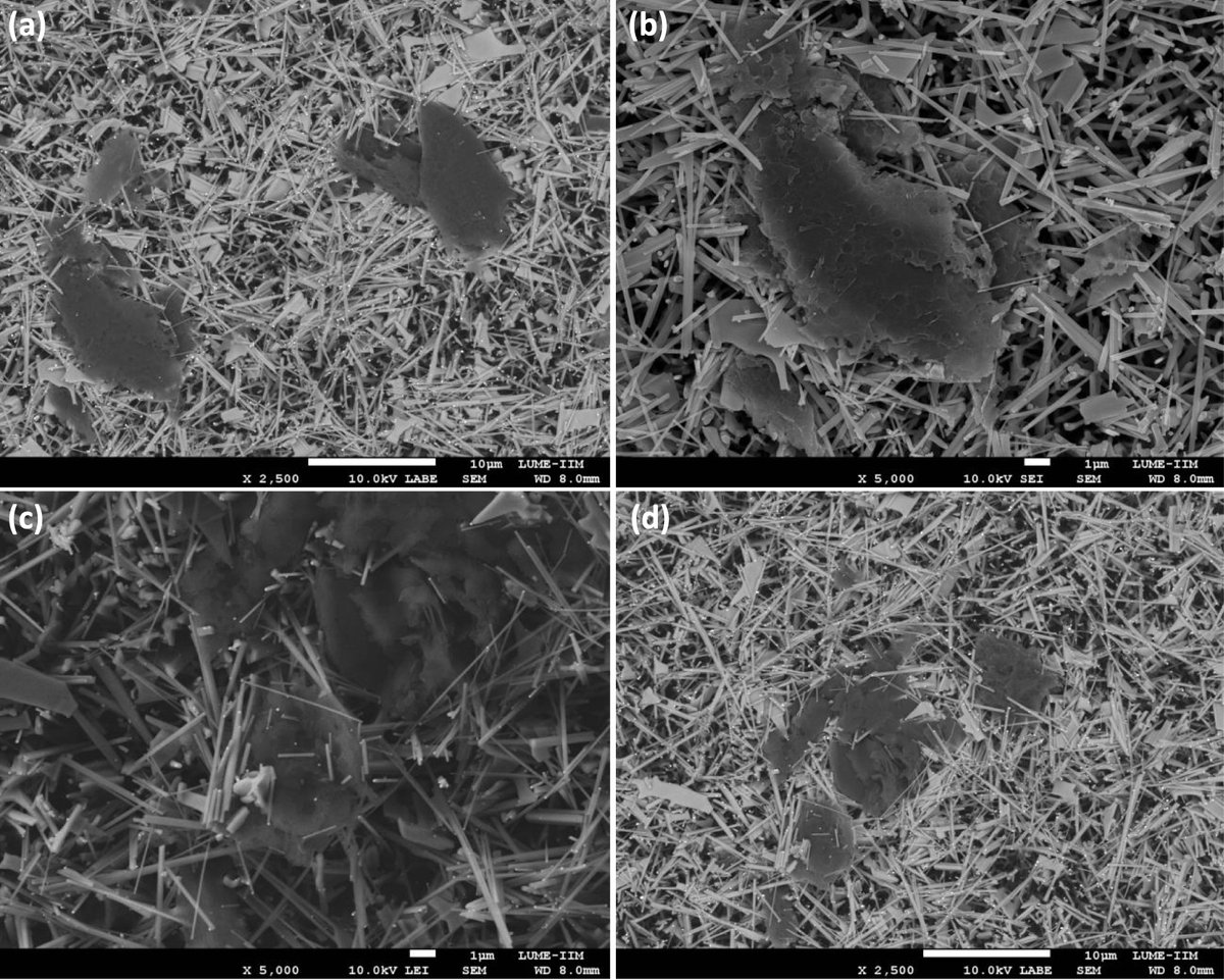 DuttAteet's tweet photo. #New Publication Alert

Our recent research article, “Nanoscale interactions of Salmonella typhimurium on ZnO nanowires biosensing interfaces” (DOI  10.1088/2515-7647/ae3d77), was published in @IOP Publishing's " @JPhysPhotonics

@UNAM_MX https://t.co/A0Lk4e6LmW https://t.co/lNwyQPdzSx