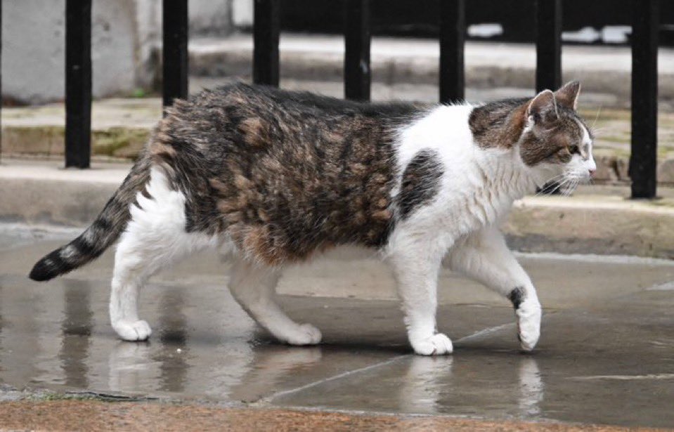 Number10cat's tweet image. Why does it always rain on me?
(Photo @PoliticalPics)