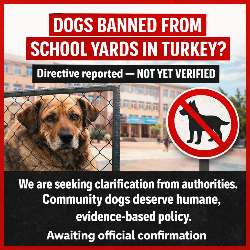 DogDeskAction's tweet image. We are getting communications that the Ministry of National Education has issued a directive to remove dogs from school yards.

⚠️ This is NOT verified and may not be accurate 

Be cautious sharing unconfirmed information. Responsible advocacy matters.

#AnimalWelfare #StrayDogs