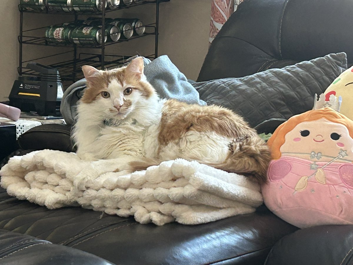 Michael17693468's tweet photo. @00meat @catsareblessing I love your cat!  I’m probably just biased by the similarities 🥹 https://t.co/R2EoBsrqWS