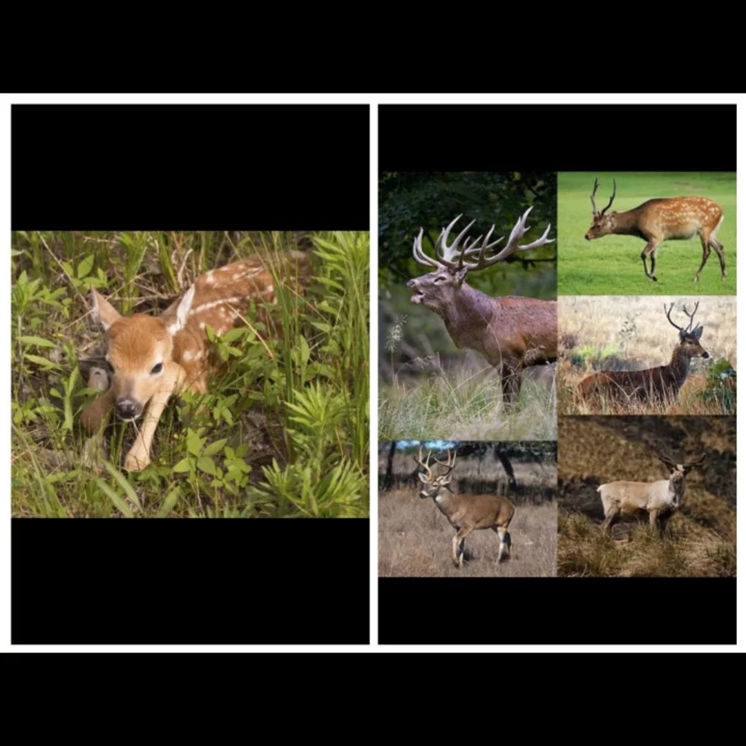 AV CİNAYETTTİR!!              

YASAKLANMALIDIR!!