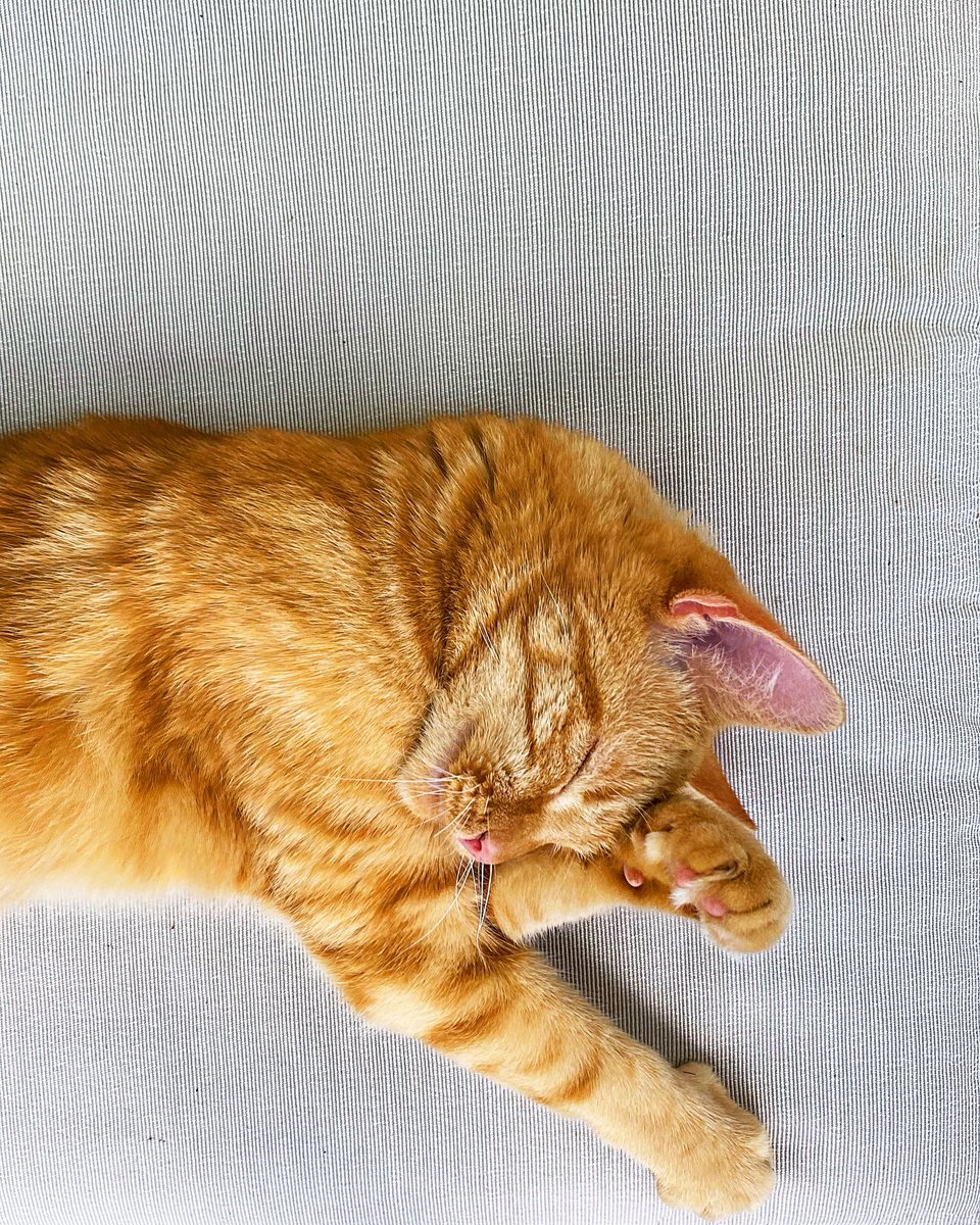 Trilith Guesthouse tweet media