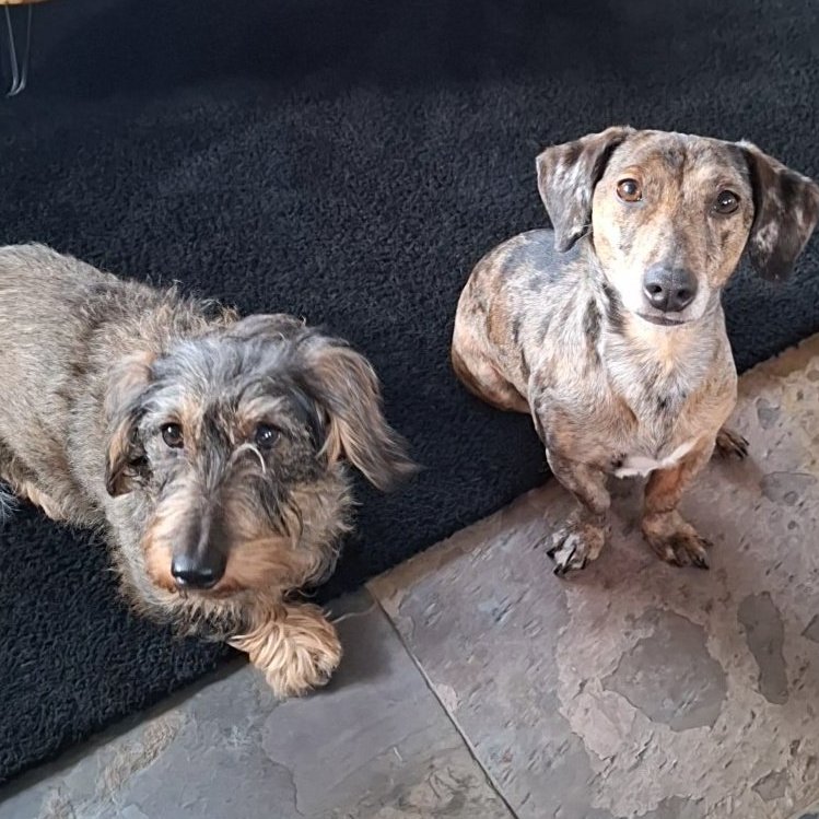 Stel je voor: twee aanhankelijke, vrolijke teefjes die niet kunnen wachten om bij jou op schoot te springen, tegen je aan te kroelen op de bank, in je stoel of op bed. Dat zijn Kaatje en Bella – een onafscheidelijk duo dat samen een nieuw thuis zoekt!

Kaatje, kruising Jack
