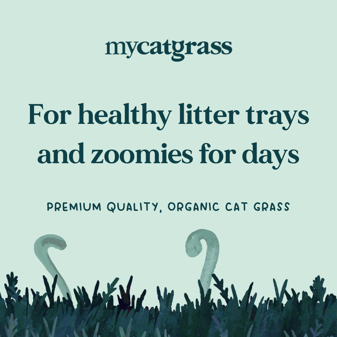 MyCatGrass's tweet photo. Did you know My Cat Grass aids healthy intestinal tract motility - or as we like to say "Happy litter trays and zoomies for days"! https://t.co/sXVZve3MNE