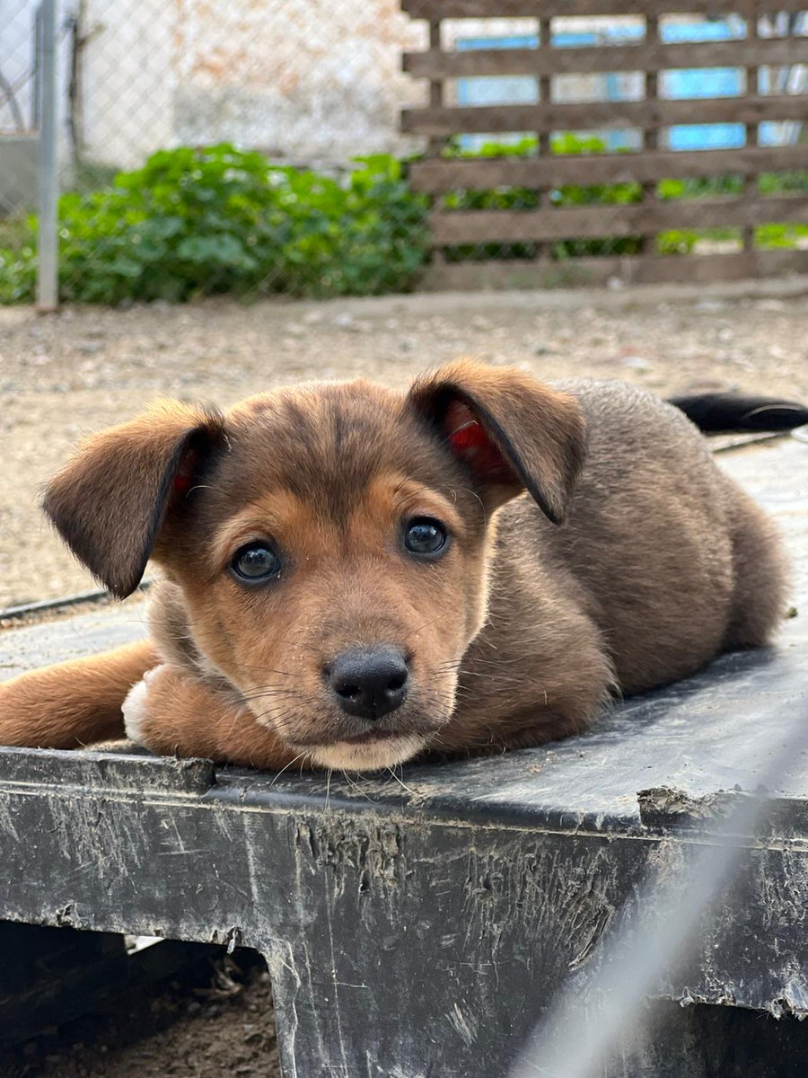 🔴🔴🔴 Estos #perritos de aproximadamente 1️⃣ mes y algo necesitan #acogida para darles una oportunidad de vida digna.
🆘️ Si puedes acoger a alguno, envía un 📧 con tu 📞 a acogidasmalakitas@gmail.com
Te llamaremos enseguida y te explicaremos.
Acoge‼️
Ayúdanos a salvar vidas‼️