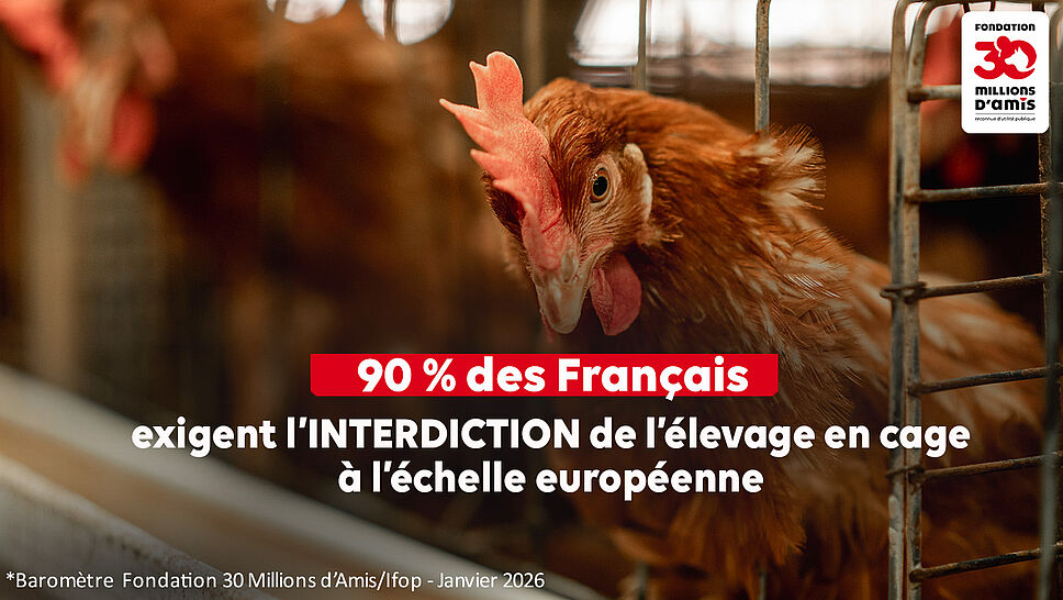 La Fondation <a href="/30millionsdamis/">Fondation 30 Millions d'Amis</a> révèle son enquête annuelle, <a href="/IfopOpinion/">Ifop Opinion</a>, "les Français et le bien-être des animaux" : 88 % pour l'étourdissement en toute circonstance, 80 % pour l'interdiction de l'expérimentation animale... Les résultats (chasse, etc.) ➡️ 30millionsdamis.fr/actualites/art…