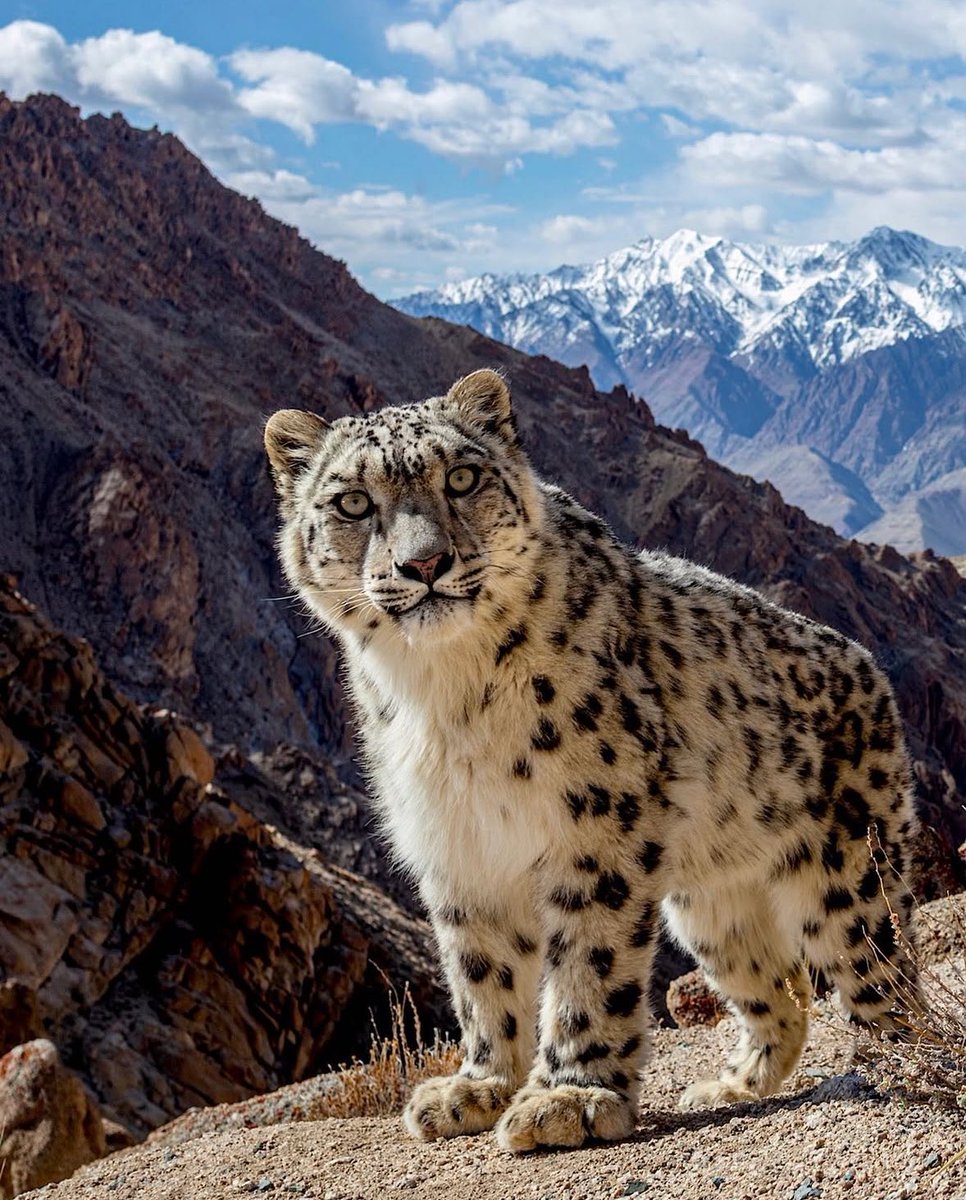 🐆 Behold the rare glimpse of a young Snow Leopard amidst Ladakh's majestic mountains ⛰️ 

by: sascha.fonseca