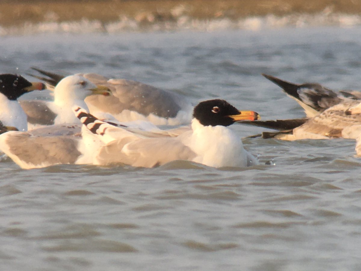 PeteWragg's tweet photo. the King of Gulls,  didn’t see any in south,there are flocks of hundreds in the north.
#omanbirding https://t.co/9meTFX7L1A
