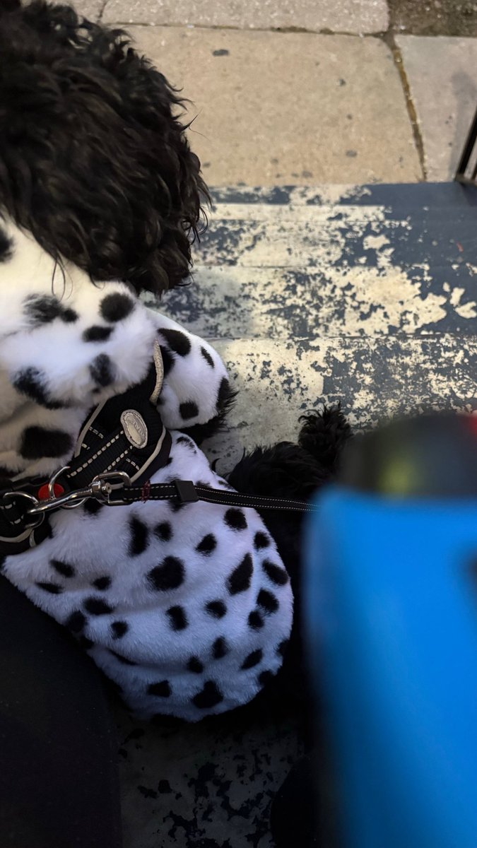 wiinterrr's tweet image. felt like twitter should see these too