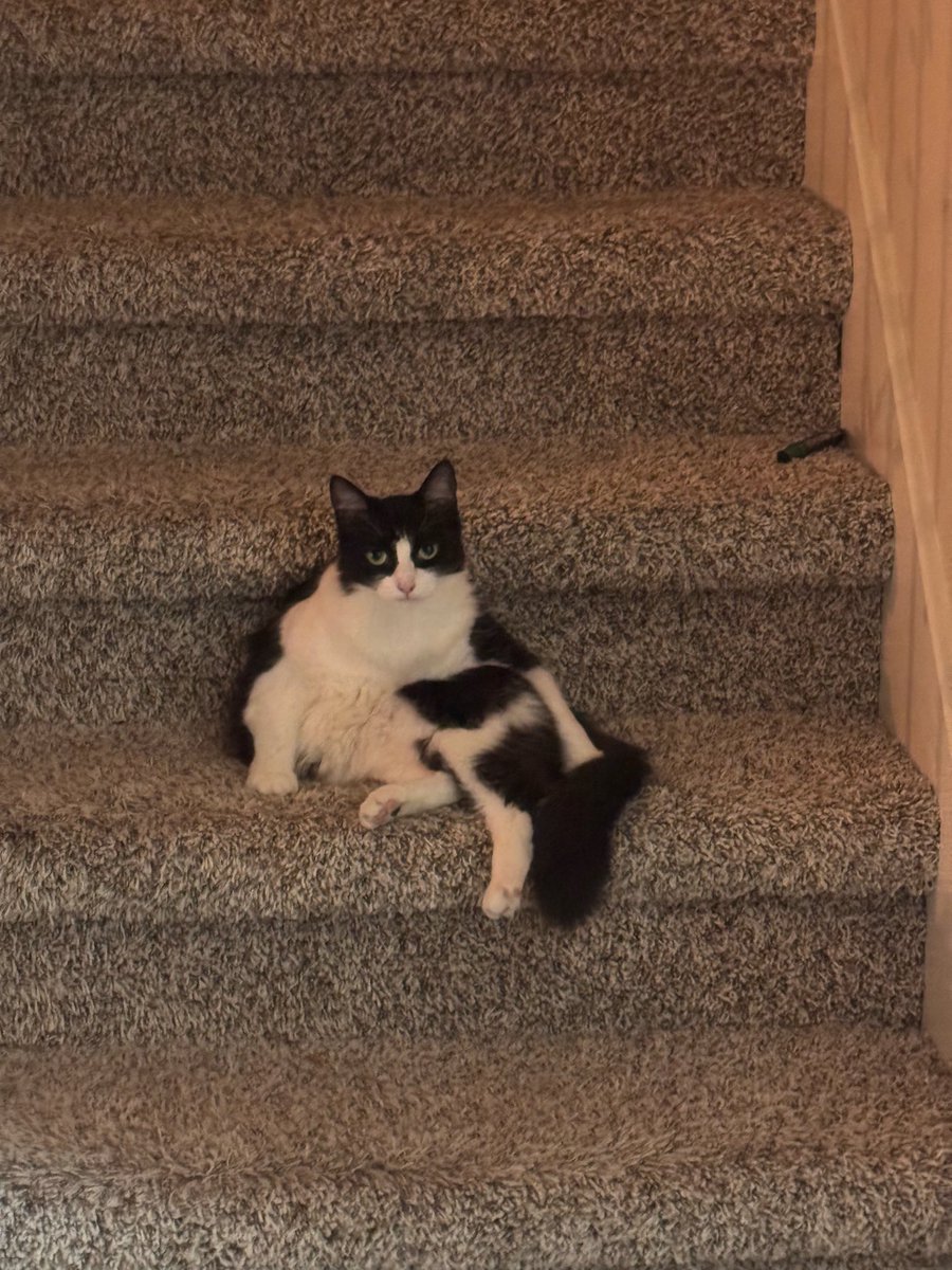 Cyxation's tweet image. what is that thing bro.....