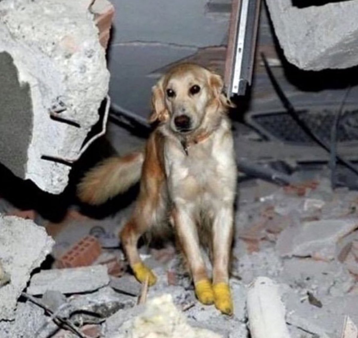Onlara bir lokmayı yasaklayanlar koca ülkeye sığdıramayanlar gün gelecek hayata dönmek için bir patiye  aldığı nefese ihtiyacınız olacak dilerim bulamazsınız nefeslerine muhtaç kalır yaktığınız yerden yanarsınız onların canı çok yandı .

 #6subat2023