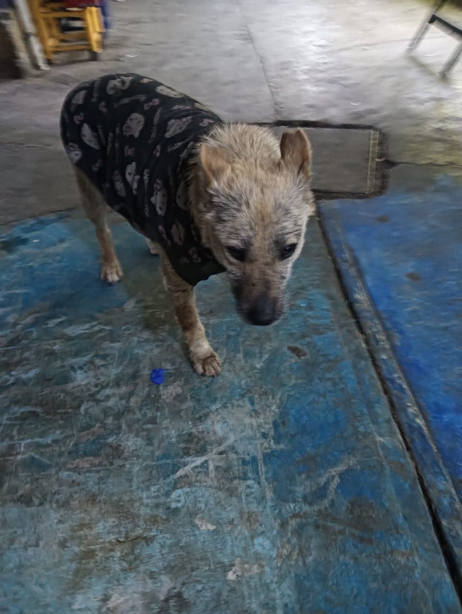 VIBRAmascotas's tweet photo. Amigos aún no hay hogar para esta viejita por favor alguien que la reciba 🙏🏼 
😫 Es bien triste como nadie quiere a perritos como ella
Viejitos , medianos , criollos 
Por favor 🙏🏼 
Ayuda 
Wats 5548724347
#AdoptaNoCompres https://t.co/IIIjh1YOO2
