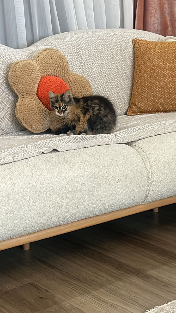 sleymannecip tweet media