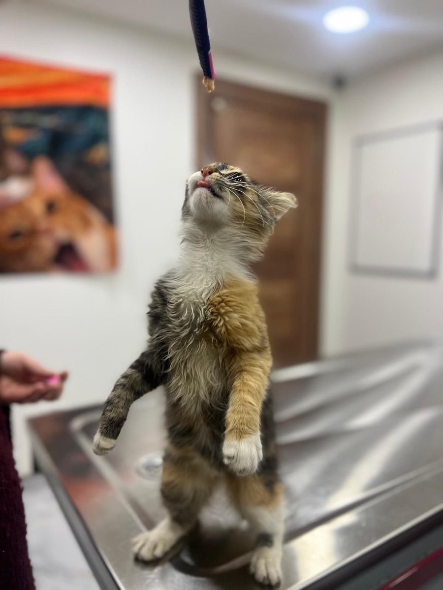 sleymannecip tweet media